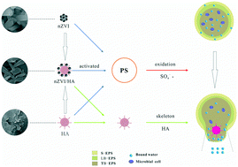 Graphical abstract: Improved sludge dewaterability using persulfate activated by humic acid supported nanoscale zero-valent iron: effect on sludge characteristics and reaction mechanisms