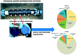Graphical abstract: Whole metagenome sequencing of chlorinated drinking water distribution systems