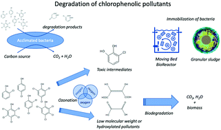 Graphical abstract: Advances in ozonation and biodegradation processes to enhance chlorophenol abatement in multisubstrate wastewaters: a review
