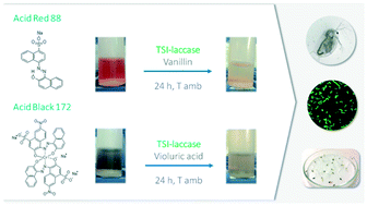 Graphical abstract: Biodegradation of acid dyes by an immobilized laccase: an ecotoxicological approach