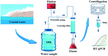 Graphical abstract: Assessment of an electropositive granule media filter for concentrating viruses from large volumes of coastal water
