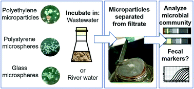 Graphical abstract: Microplastic biofilm in fresh- and wastewater as a function of microparticle type and size class