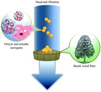 Graphical abstract: Rejection of micron-sized particles using beech wood xylem
