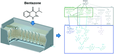 Graphical abstract: Microbial degradation pathways of the herbicide bentazone in filter sand used for drinking water treatment