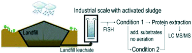 Graphical abstract: Quantitative proteomics for monitoring microbial dynamics in activated sludge from landfill leachate treatment