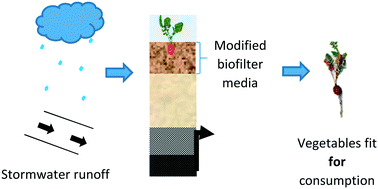 Graphical abstract: Reducing metal uptake in vegetables irrigated with stormwater