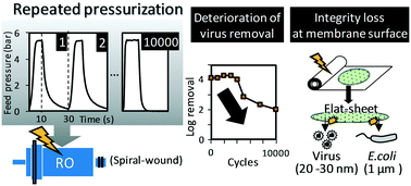 Graphical abstract: Impact of repeated pressurization on virus removal by reverse osmosis membranes for household water treatment