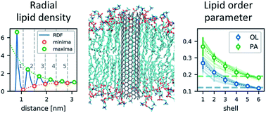 Graphical abstract: Molecular dynamics simulations of carbon nanotube porins in lipid bilayers