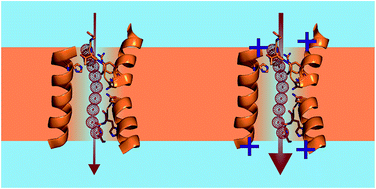 Graphical abstract: Positively charged residues at the channel mouth boost single-file water flow