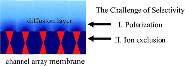 Graphical abstract: Selectivity and polarization in water channel membranes: lessons learned from polymeric membranes and CNTs