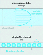 Graphical abstract: Single-file transport of water through membrane channels