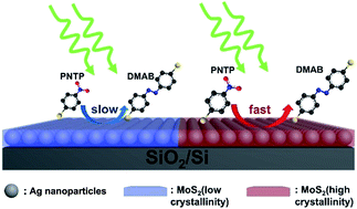 Graphical abstract: Tuning the SERS activity and plasmon-driven reduction of p-nitrothiophenol on a Ag@MoS2 film