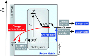 Graphical abstract: A kinetic model for redox-active film based biophotoelectrodes