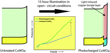 Graphical abstract: Light induced formation of a surface heterojunction in photocharged CuWO4 photoanodes
