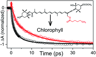 Graphical abstract: Carotenoid–chlorophyll energy transfer in the fucoxanthin–chlorophyll complex binding a fucoxanthin acyloxy derivative