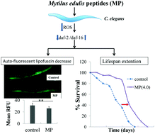 Graphical abstract: Stress resistance and lifespan extension of Caenorhabditis elegans enhanced by peptides from mussel (Mytilus edulis) protein hydrolyzate