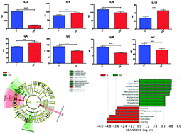 Graphical abstract: Metabolome and gut microbiota variation with long-term intake of Panax ginseng extracts on rats