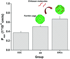 Graphical abstract: Chitosan binding onto the epigallocatechin-loaded ferritin nanocage enhances its transport across Caco-2 cells