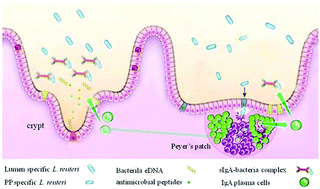 Graphical abstract: Peyer's patch-specific Lactobacillus reuteri strains increase extracellular microbial DNA and antimicrobial peptide expression in the mouse small intestine