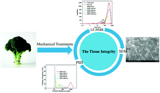 Graphical abstract: Investigation of the effects of mechanical treatments on cellular structure integrity and vitamin C extractability of broccoli (Brassica oleracea L. var. italica) by LF-NMR