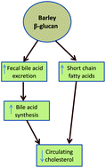 Graphical abstract: Barley β-glucan increases fecal bile acid excretion and short chain fatty acid levels in mildly hypercholesterolemic individuals