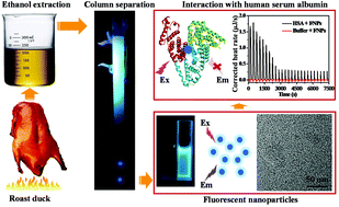 Graphical abstract: Ultrasmall fluorescent nanoparticles derived from roast duck: their physicochemical characteristics and interaction with human serum albumin
