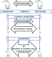 Graphical abstract: The effects of a maternal advanced glycation end product-rich diet on somatic features, reflex ontogeny and metabolic parameters of offspring mice
