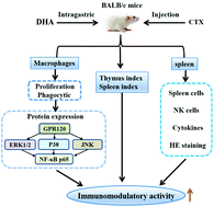 Graphical abstract: The immunomodulatory activity and mechanism of docosahexenoic acid (DHA) on immunosuppressive mice models