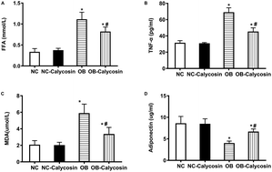 Graphical abstract: Calycosin directly improves perivascular adipose tissue dysfunction by upregulating the adiponectin/AMPK/eNOS pathway in obese mice