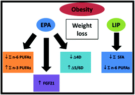 Graphical abstract: Effects of EPA and lipoic acid supplementation on circulating FGF21 and the fatty acid profile in overweight/obese women following a hypocaloric diet