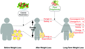 Graphical abstract: Hibiscus and lemon verbena polyphenols modulate appetite-related biomarkers in overweight subjects: a randomized controlled trial