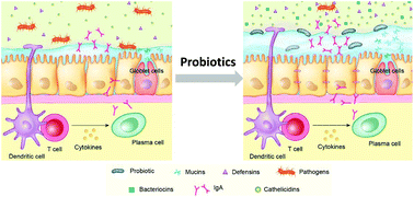 Graphical abstract: Probiotics, mechanisms of action, and clinical perspectives for diarrhea management in children