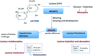 Graphical abstract: Lactose malabsorption and intolerance: a review