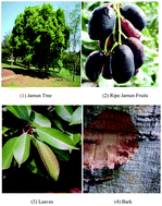 Graphical abstract: Bioactive compounds and pharmacological and food applications of Syzygium cumini – a review