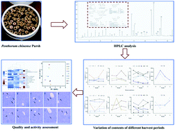 Graphical abstract: Quality assessment of Penthorum chinense Pursh through multicomponent qualification and fingerprint, chemometric, and antihepatocarcinoma analyses
