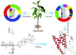 Graphical abstract: Triterpenoid saponins from the genus Camellia: structures, biological activities, and molecular simulation for structure–activity relationship