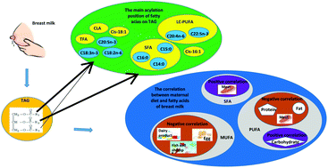 Graphical abstract: Fatty acid positional distribution in colostrum and mature milk of women living in Inner Mongolia, North Jiangsu and Guangxi of China