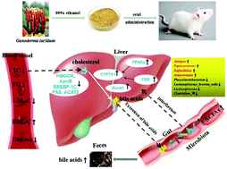 Graphical abstract: Ethanol extract of Ganoderma lucidum ameliorates lipid metabolic disorders and modulates the gut microbiota composition in high-fat diet fed rats