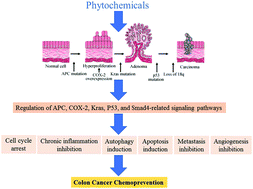 Graphical abstract: Chemopreventive effects of some popular phytochemicals on human colon cancer: a review