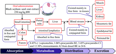 Graphical abstract: Absorption, metabolism, distribution and faecal excretion of B-type procyanidin oligomers in mice after a single oral administration of black soybean seed coat extract