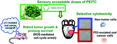 Graphical abstract: Sensory acceptable equivalent doses of β-phenylethyl isothiocyanate (PEITC) induce cell cycle arrest and retard the growth of p53 mutated oral cancer in vitro and in vivo