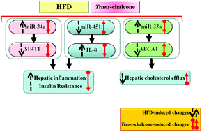 Graphical abstract: trans-Chalcone prevents insulin resistance and hepatic inflammation and also promotes hepatic cholesterol efflux in high-fat diet-fed rats: modulation of miR-34a-, miR-451-, and miR-33a-related pathways