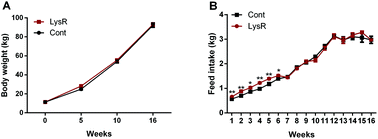 Graphical abstract: Long-term effects of lysine concentration on growth performance, intestinal microbiome, and metabolic profiles in a pig model