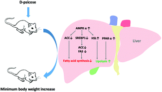 Graphical abstract: Anti-obesity potential of rare sugar d-psicose by regulating lipid metabolism in rats