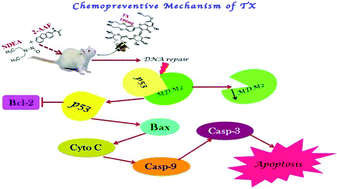 Graphical abstract: Troxerutin subdues hepatic tumorigenesis via disrupting the MDM2–p53 interaction