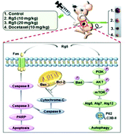 Graphical abstract: Ginsenoside Rg5 induces apoptosis and autophagy via the inhibition of the PI3K/Akt pathway against breast cancer in a mouse model