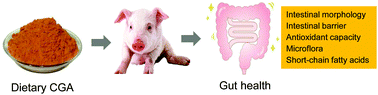 Graphical abstract: Dietary chlorogenic acid supplementation affects gut morphology, antioxidant capacity and intestinal selected bacterial populations in weaned piglets
