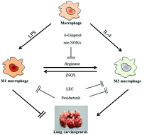 Graphical abstract: 6-Gingerol as an arginase inhibitor prevents urethane-induced lung carcinogenesis by reprogramming tumor supporting M2 macrophages to M1 phenotype