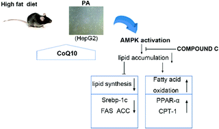 Graphical abstract: Coenzyme Q10 attenuates high-fat diet-induced non-alcoholic fatty liver disease through activation of the AMPK pathway