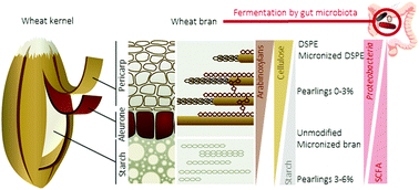 Graphical abstract: Modification of wheat bran particle size and tissue composition affects colonisation and metabolism by human faecal microbiota